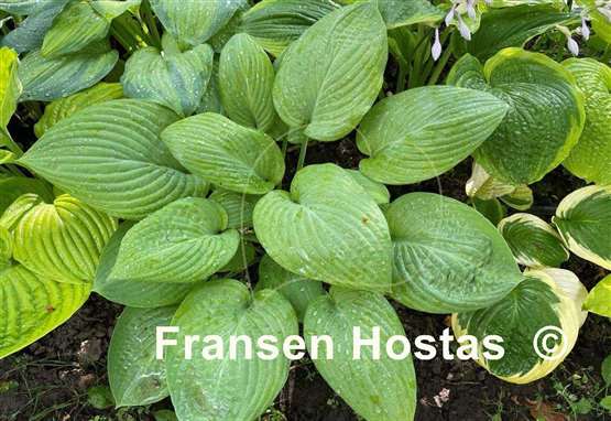 Hosta Lime Regal